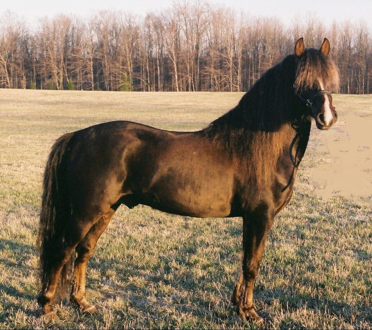 Morgan Breed Associations and Events Foster Community and Competition