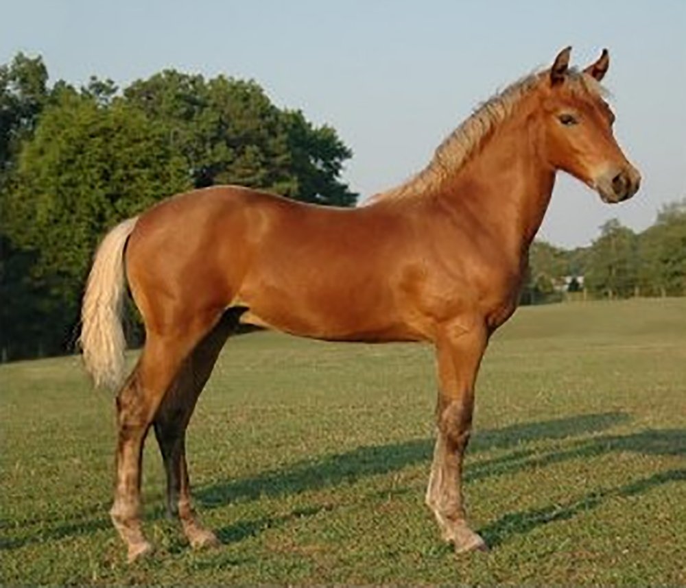 Morgan Horse Is a Versatile American Breed with Great Temperament