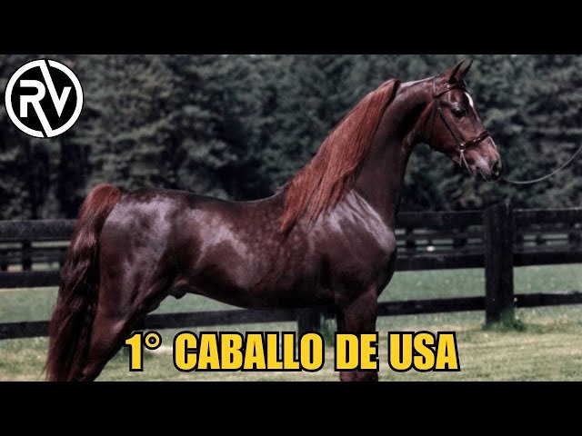 Morgan Horse Breeding, Genetics, and Registration Practices Explored